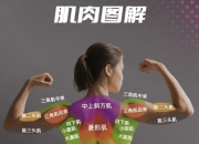  [图解]认识增肌中最重要的几块肌肉！