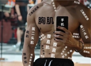 认识身体前面的肌肉