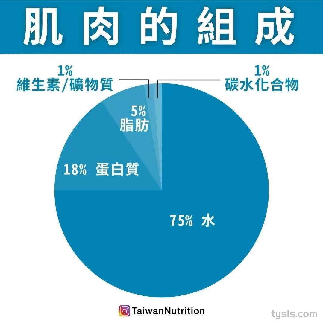 肌肉是由什么组成的？